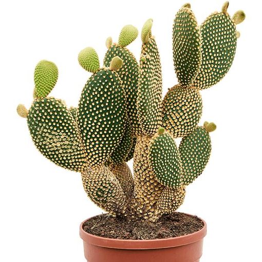 Opuntia microdasys