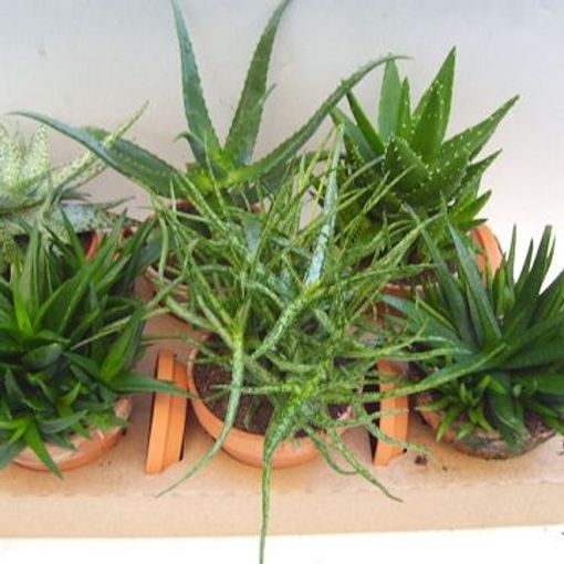 Aloe MIX