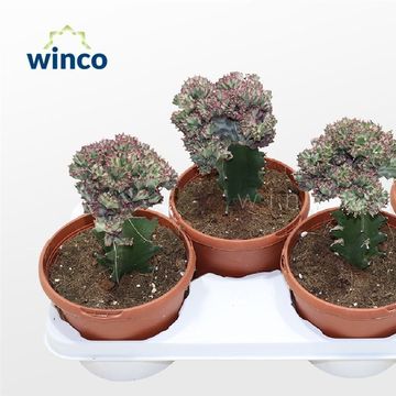 Euphorbia lactea 'Cristata Variegata'