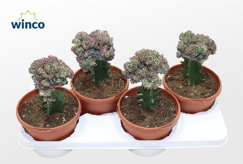 Euphorbia lactea 'Cristata Variegata'