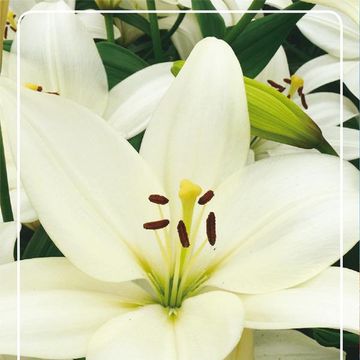 Lilium 'Bright Diamond'
