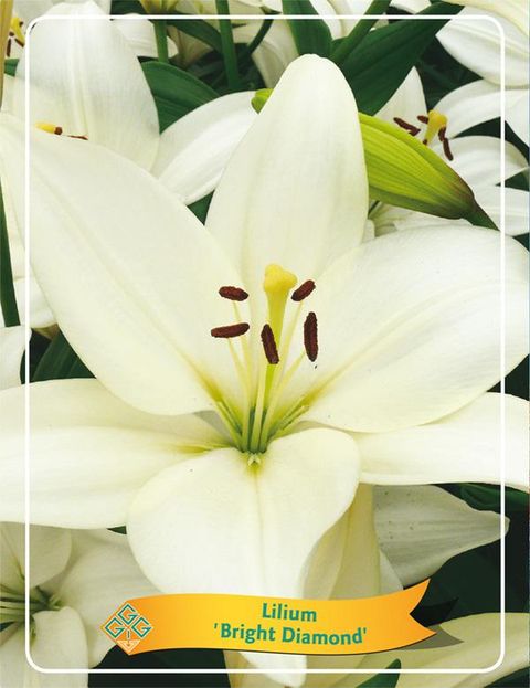 Lilium 'Bright Diamond'