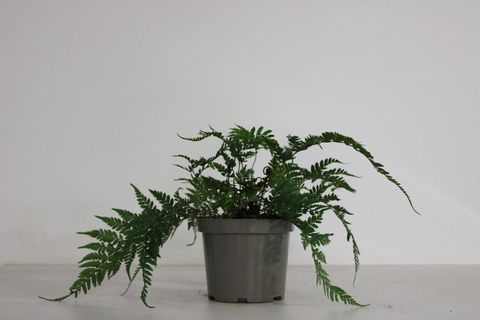 Athyrium otophorum 'Okanum'