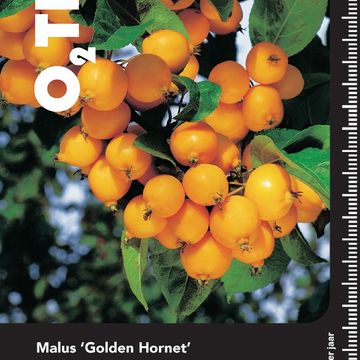 Malus 'Golden Hornet'