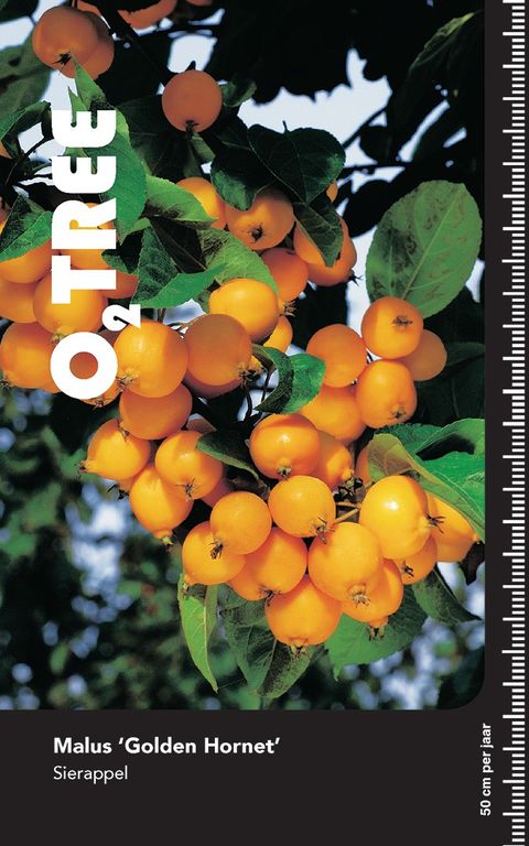 Malus 'Golden Hornet'