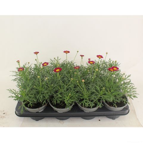 Argyranthemum frutescens LA RITA PURPLE