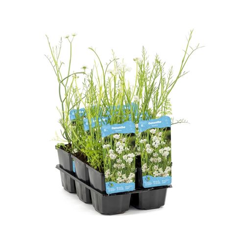 Oenanthe aquatica