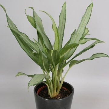 Aglaonema 'White Lance'