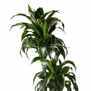 Dracaena fragrans 'Dorado'