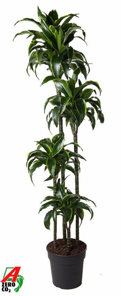 Dracaena fragrans 'Dorado'
