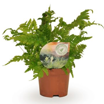 Dryopteris erythrosora