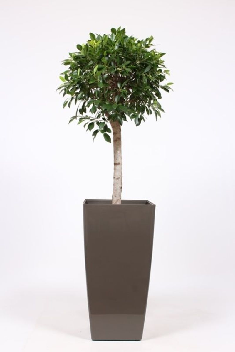 Ficus nitida — Plant Wholesale FlorAccess