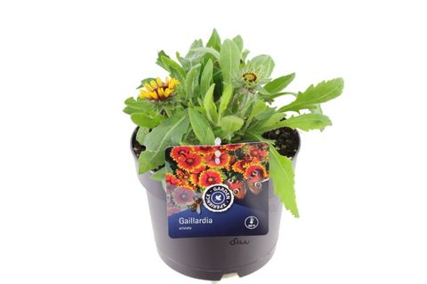 Gaillardia aristata 'Arizona Sun'