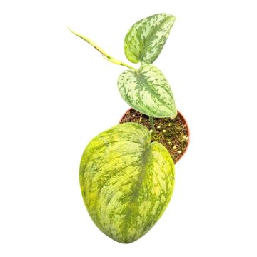 Scindapsus ''Hologram'