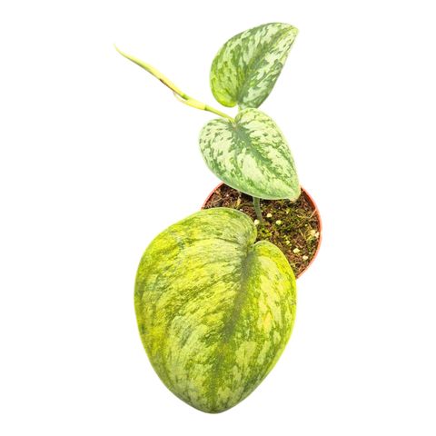 Scindapsus ''Hologram'