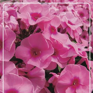 Phlox 'Jeff's Pink'