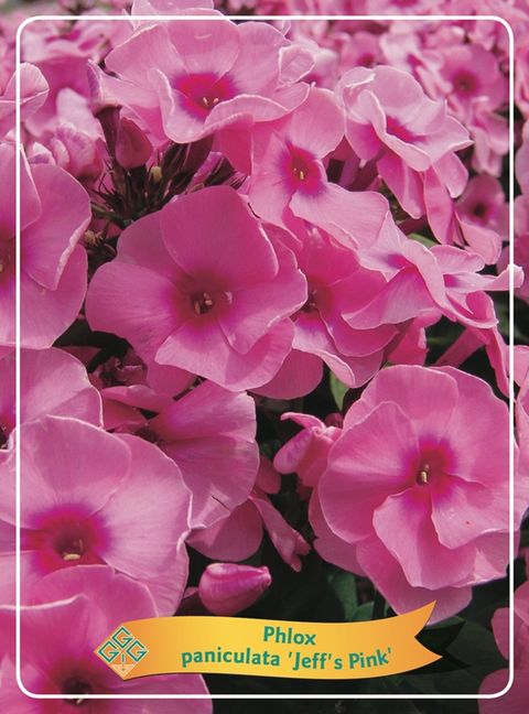 Phlox 'Jeff's Pink'