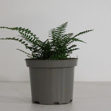 Polystichum aculeatum