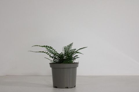 Polystichum aculeatum