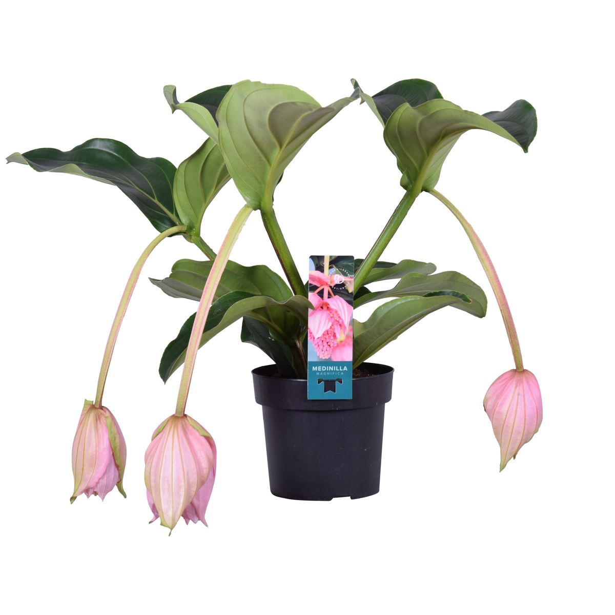 Medinilla magnifica — Plant Wholesale FlorAccess