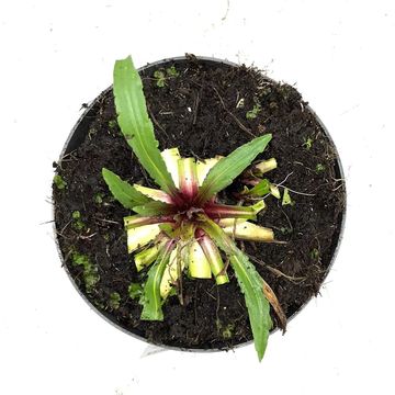 Helenium 'Moerheim Beauty'