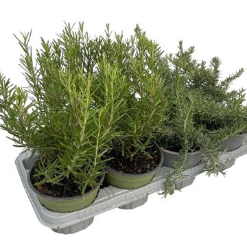Rosmarinus officinalis MIX