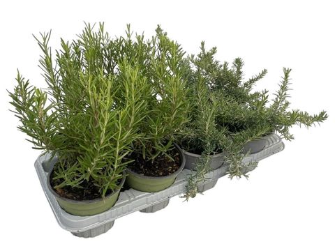 Rosmarinus officinalis MIX