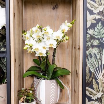 Pot KOLIBRI HOME INDIAN SUMMER