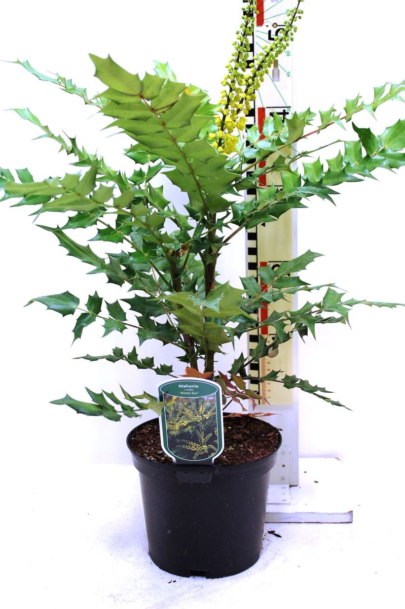 Mahonia X Media 'winter Sun' — Plant Wholesale Floraccess