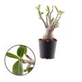 Adenium obesum