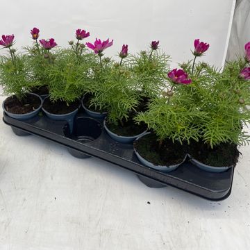 Cosmos bipinnatus 'Sonata Pink'
