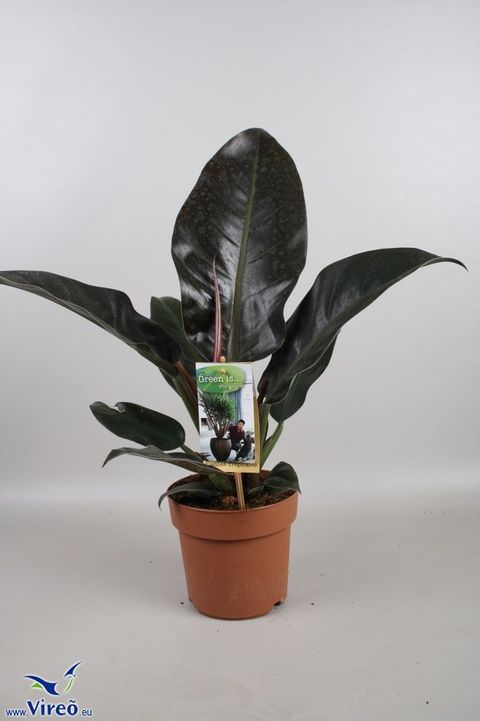 Philodendron 'Imperial Red'