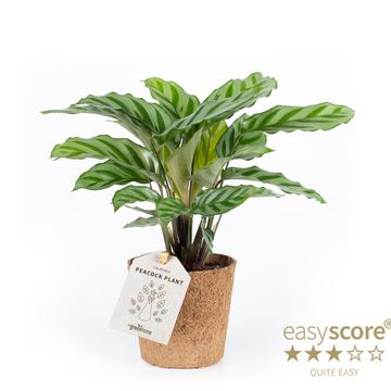 Calathea concinna 'Freddy'