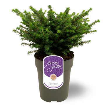 Picea omorika 'Karel'