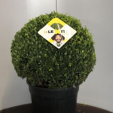 Ilex crenata DARK GREEN