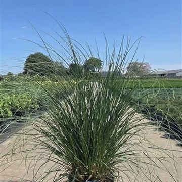 Cortaderia selloana 'Sunningdale Silver'