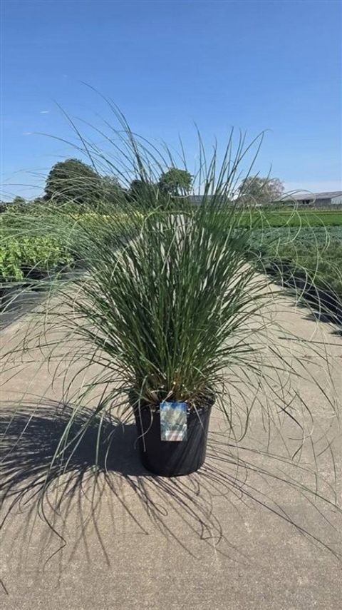 Cortaderia selloana 'Sunningdale Silver'
