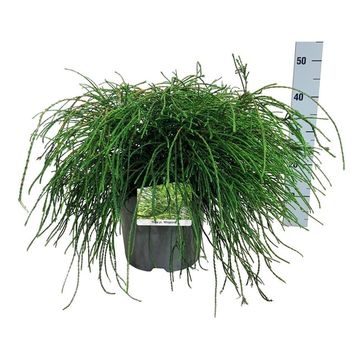 Thuja plicata 'Whipcord'