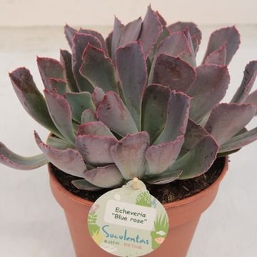 Echeveria x imbricata 'Blue Rose'