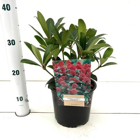 Skimmia japonica 'Rubinetta'