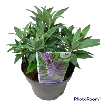 Buddleja davidii BUTTERFLY CANDY LITTLE LILA