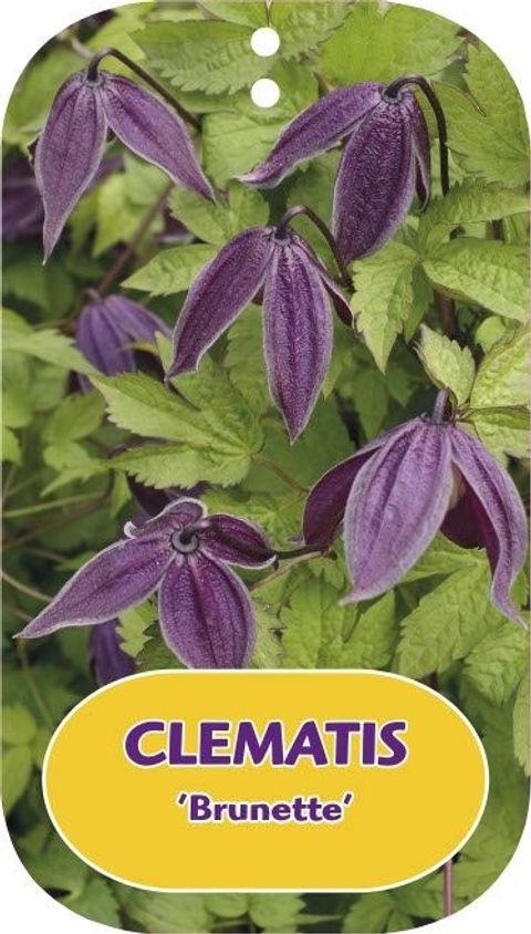 Clematis 'Brunette' (A)