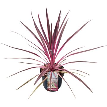 Cordyline australis PINK PASSION