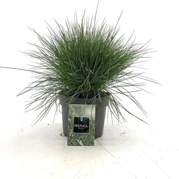 Festuca glauca 'Elijah Blue'