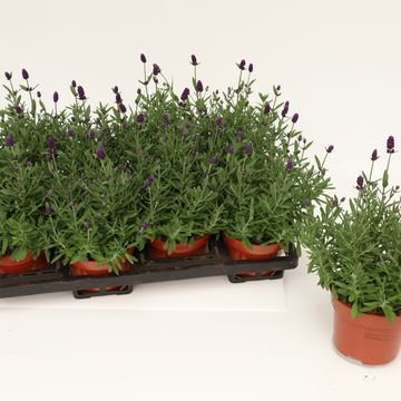 Lavandula angustifolia 'Hidcote'