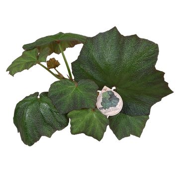 Begonia 'Brown Forest'