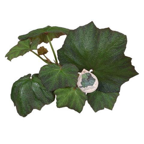 Begonia 'Brown Forest'