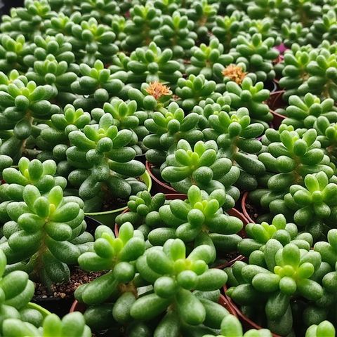 Sedum hernandezii