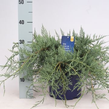 Juniperus virginiana 'Grey Owl'