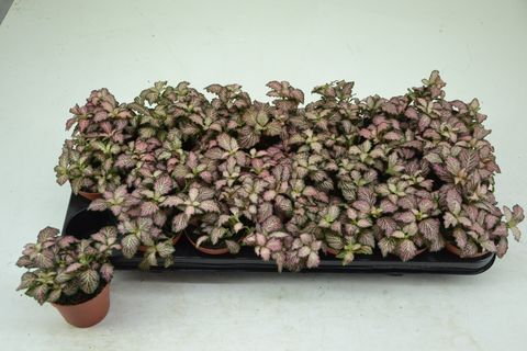 Fittonia MOSAIC ZALM FOREST FLAME